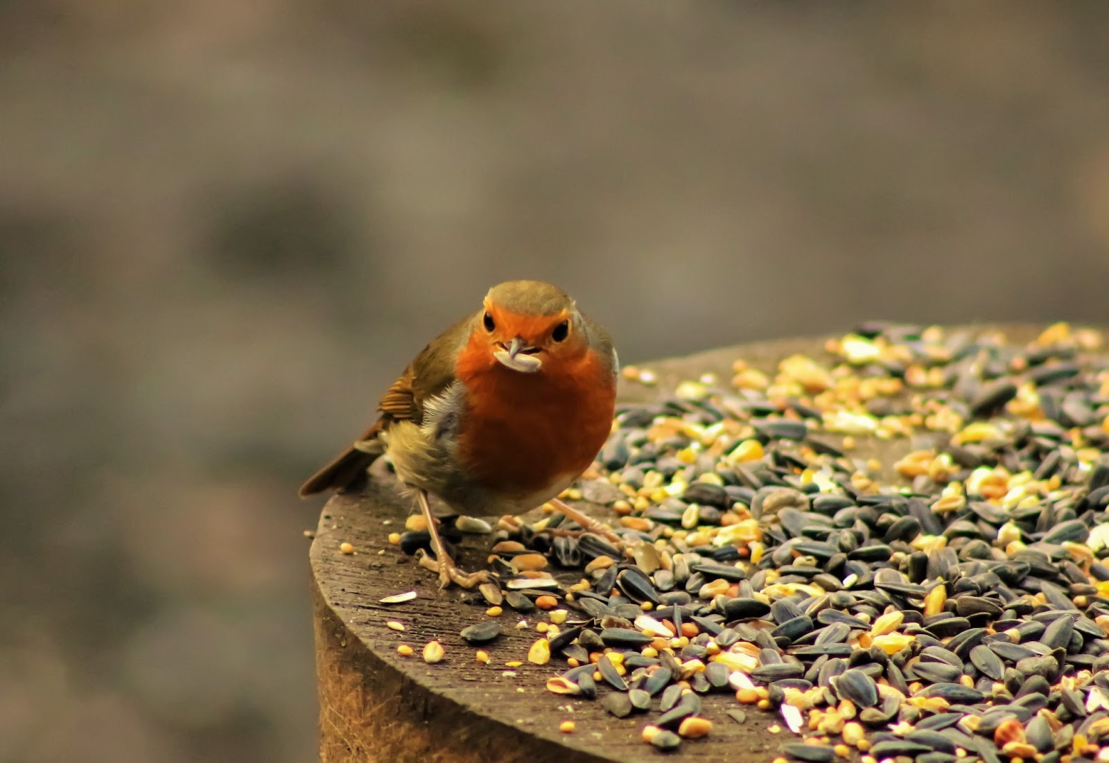 A Complete Guide to Roudybush Daily Maintenance Bird Food for Healthy Birds